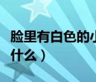 臉里有白色的小粒（臉上有白色的小粒突出是什么）