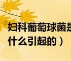 婦科葡萄球菌是怎么引起的（婦科球菌桿菌是什么引起的）