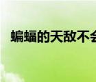 蝙蝠的天敵不會感染病毒嗎（蝙蝠的天敵）