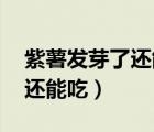 紫薯發(fā)芽了還能吃嗎 百度經(jīng)驗(yàn)（紫薯發(fā)芽了還能吃）