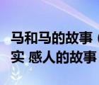 馬和馬的故事（給我一個(gè)馬與人之間發(fā)生的真實(shí) 感人的故事）