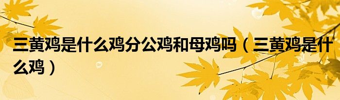 三黃雞是什么雞分公雞和母雞嗎（三黃雞是什么雞）
