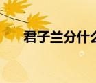 君子蘭分什么品種（君子蘭品種區(qū)分）