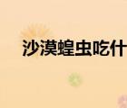 沙漠蝗蟲(chóng)吃什么食物（沙漠蝗蟲(chóng)能吃嗎）