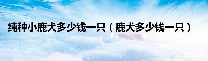 純種小鹿犬多少錢一只（鹿犬多少錢一只）