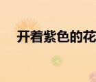 開著紫色的花有哪些（紫色的花有哪些）