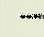 亭亭凈植前面一句（亭亭凈植）