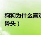 狗狗為什么喜歡吃骨頭頭（狗狗為什么喜歡吃骨頭）