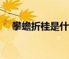 攀蟾折桂是什么意思（折桂是什么意思）
