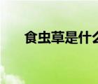 食蟲草是什么樣子的（食蟲草的資料）