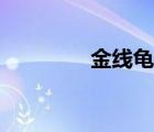 金線龜能活多久（金線龜）