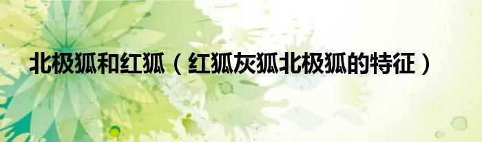 北極狐和紅狐（紅狐灰狐北極狐的特征）