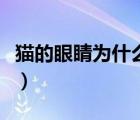 貓的眼睛為什么會(huì)變圓（貓的眼睛為什么會(huì)變）