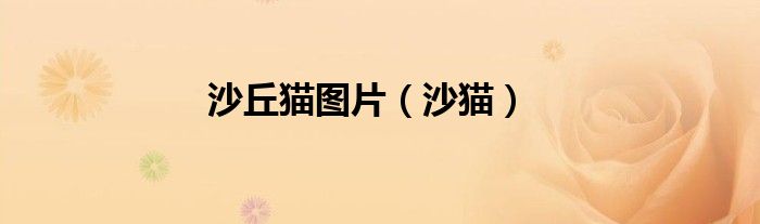 沙丘貓圖片（沙貓）