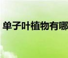 單子葉植物有哪些蔬菜（單子葉植物有哪些）
