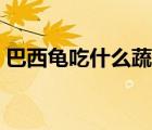 巴西龜吃什么蔬菜圖片（巴西龜吃什么蔬菜）