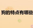 狗的特點(diǎn)有哪些作文范文（狗的特點(diǎn)有哪些）