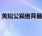 美短公貓絕育最佳時(shí)間（公貓絕育最佳時(shí)間）