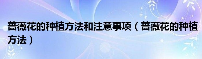 薔薇花的種植方法和注意事項（薔薇花的種植方法）