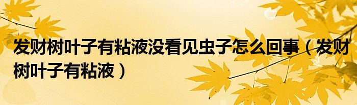 發(fā)財樹葉子有粘液沒看見蟲子怎么回事（發(fā)財樹葉子有粘液）