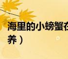 海里的小螃蟹在家怎么養(yǎng)（海邊的小螃蟹怎么養(yǎng)）