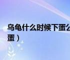 烏龜什么時(shí)候下蛋公的下蛋還是母的下蛋（烏龜什么時(shí)候下蛋）