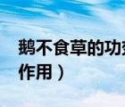 鵝不食草的功效與作用?（鵝不食草的功效與作用）