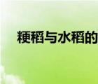 粳稻與水稻的區(qū)別（粳稻和秈稻的區(qū)別）
