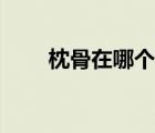 枕骨在哪個位置示意圖（枕骨在哪）