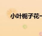 小葉梔子花一年開幾次（小葉梔子花）