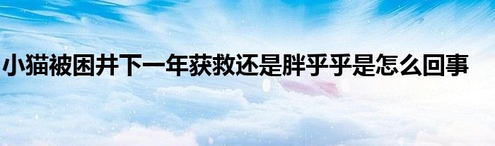 小貓被困井下一年獲救還是胖乎乎是怎么回事