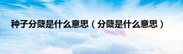 種子分蘗是什么意思（分蘗是什么意思）