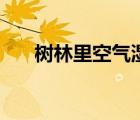 樹林里空氣濕潤與什么有關(guān)（樹林里）