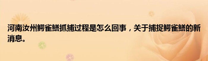 河南汝州鱷雀鱔抓捕過(guò)程是怎么回事，關(guān)于捕捉鱷雀鱔的新消息。