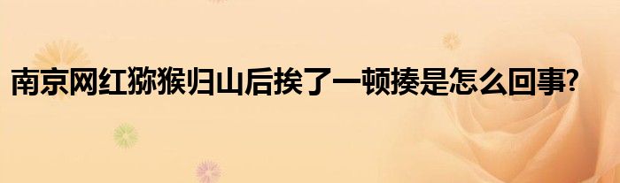 南京網(wǎng)紅獼猴歸山后挨了一頓揍是怎么回事?