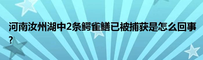 河南汝州湖中2條鱷雀鱔已被捕獲是怎么回事?