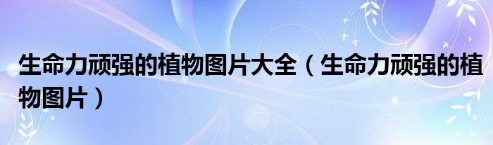 生命力頑強(qiáng)的植物圖片大全（生命力頑強(qiáng)的植物圖片）