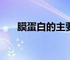 膜蛋白的主要的運(yùn)動(dòng)方式為（膜蛋白）