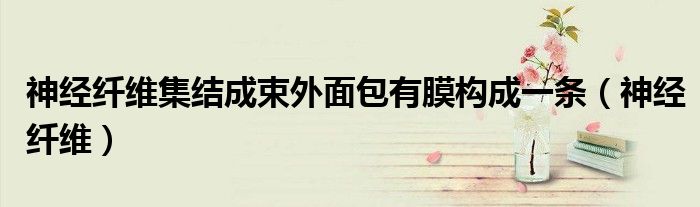神經(jīng)纖維集結(jié)成束外面包有膜構(gòu)成一條（神經(jīng)纖維）