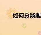 如何分辨雌雄倉(cāng)鼠（倉(cāng)鼠區(qū)分雌雄）