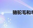 駱駝毛和羊毛哪個高檔（駱駝毛）