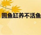 圓魚缸養(yǎng)不活魚怎么回事（圓魚缸養(yǎng)不活魚）