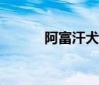 阿富汗犬游泳視頻（阿富汗犬）