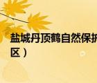 鹽城丹頂鶴自然保護區(qū)是中國第幾大（鹽城丹頂鶴自然保護區(qū)）