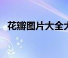 花瓣圖片大全大圖唯美（花瓣圖片簡筆畫）