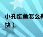 小孔雀魚怎么養(yǎng)長得快（小孔雀魚怎么養(yǎng)長得快）