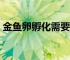 金魚卵孵化需要氧氣嗎（金魚卵孵化要幾天）