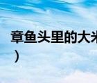 章魚頭里的大米是啥（章魚頭里的大米是什么）