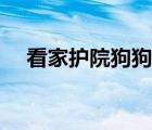 看家護院狗狗排行（看家護院狗排行榜）