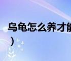 烏龜怎么養(yǎng)才能活得久（烏龜怎么養(yǎng)才不會(huì)死）